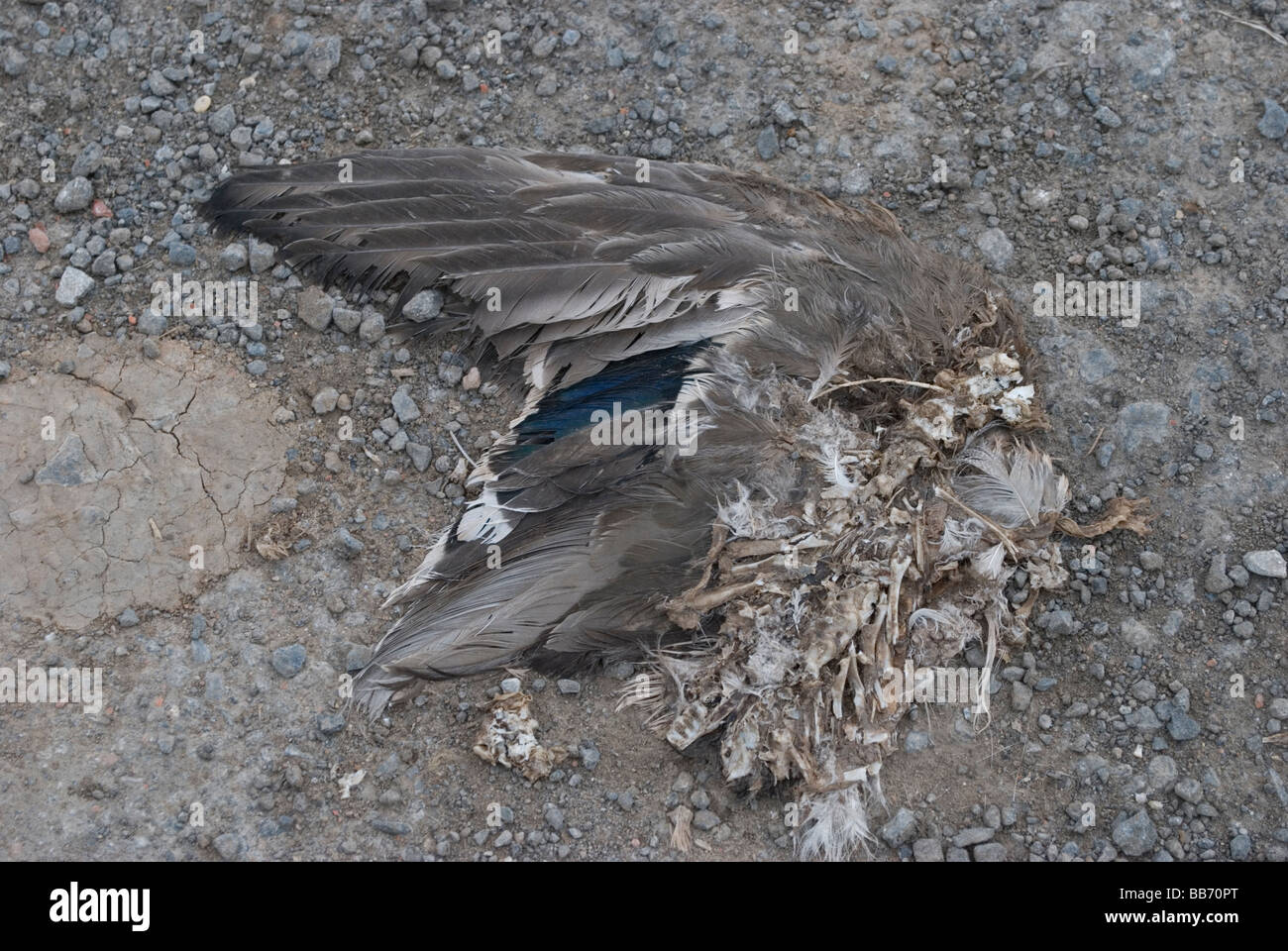 Roadkill bird rimane - parafango , piume , le ossa Foto Stock
