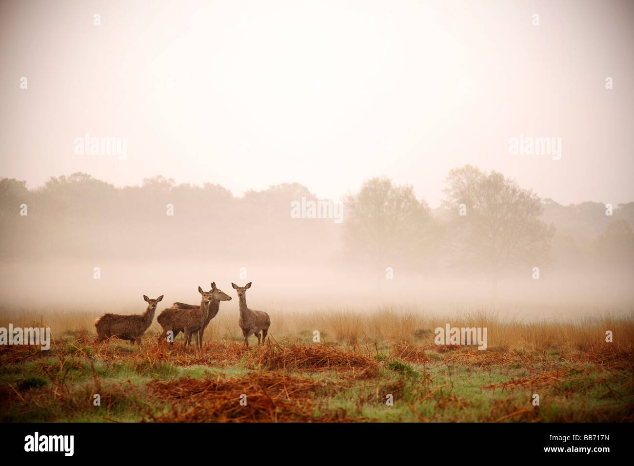 In mattinata il Richmond Park. Foto Stock