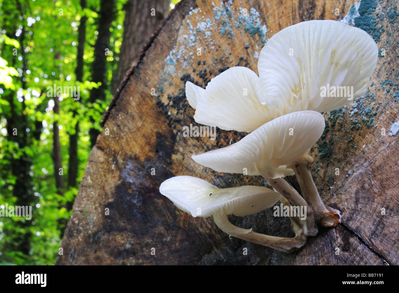 Nothopanus lignatilis (noto anche come Clitocybe lignatilis o Pleurocybella lignatilis) su un faggio log in un legno svizzero. Foto Stock