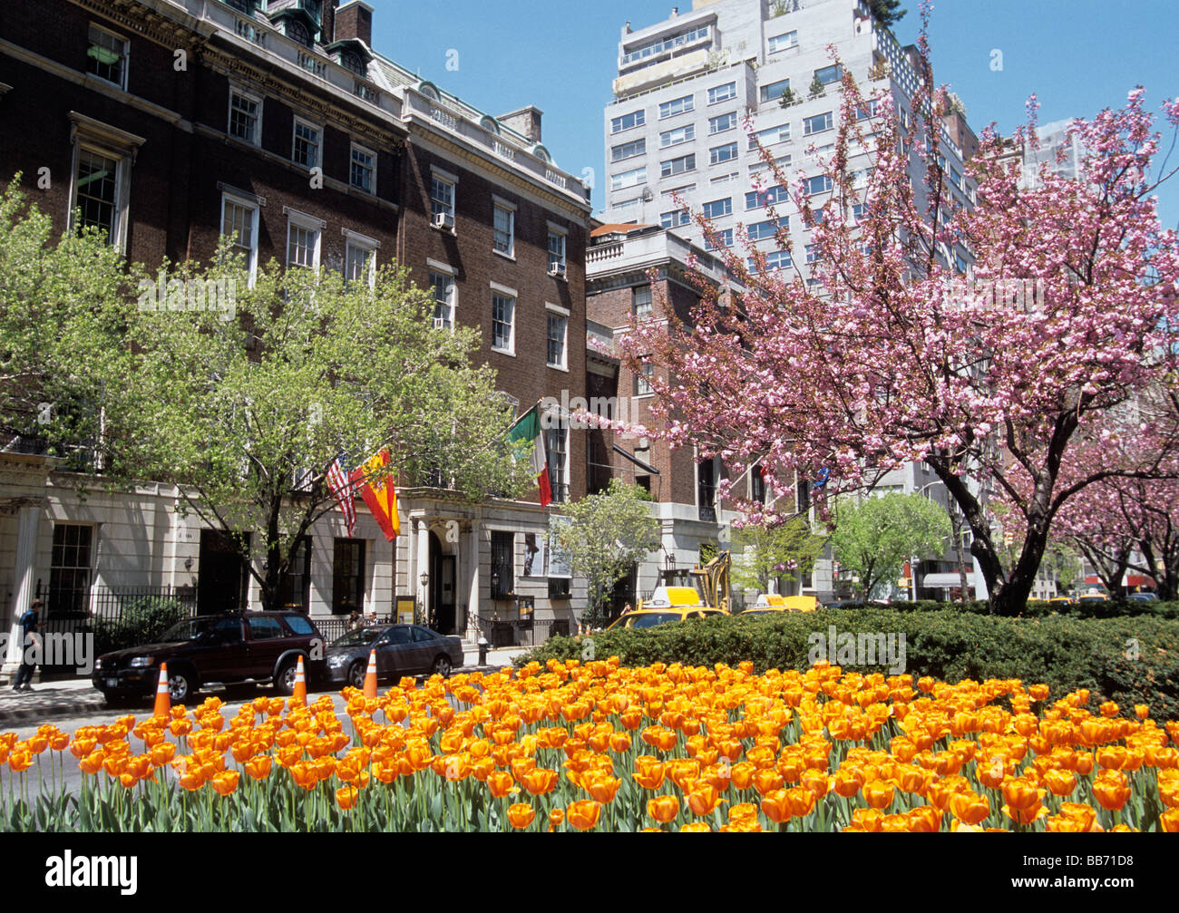 Edifici di New York City Park Avenue, centro commerciale nell'Upper East Side Manhattan. Aiuole gialle di tulipani e alberi di mele in fiore in primavera. STATI UNITI Foto Stock