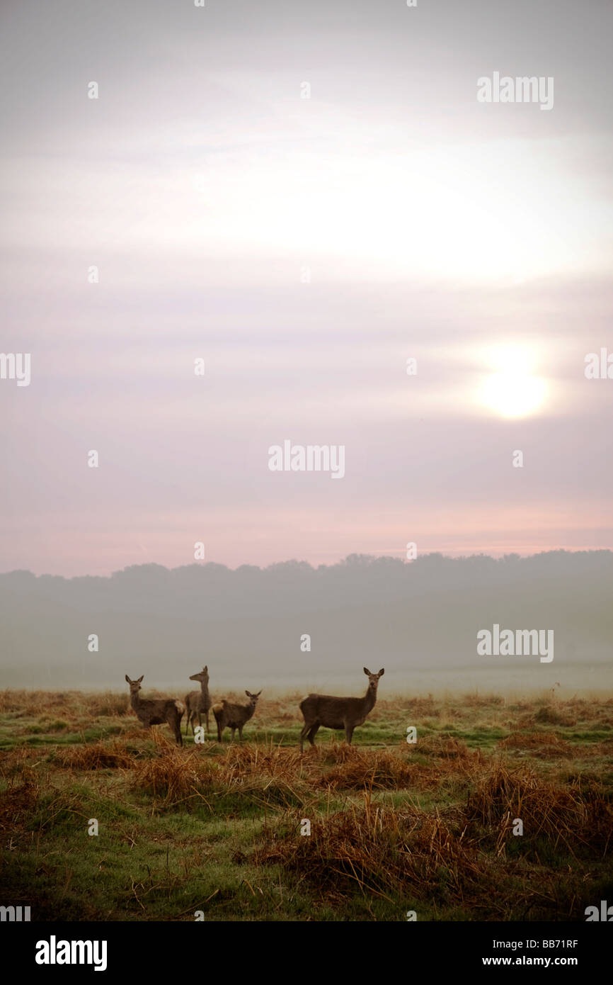 In mattinata il Richmond Park. Foto Stock