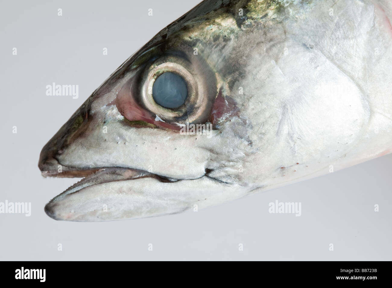 Sgombro Foto Stock