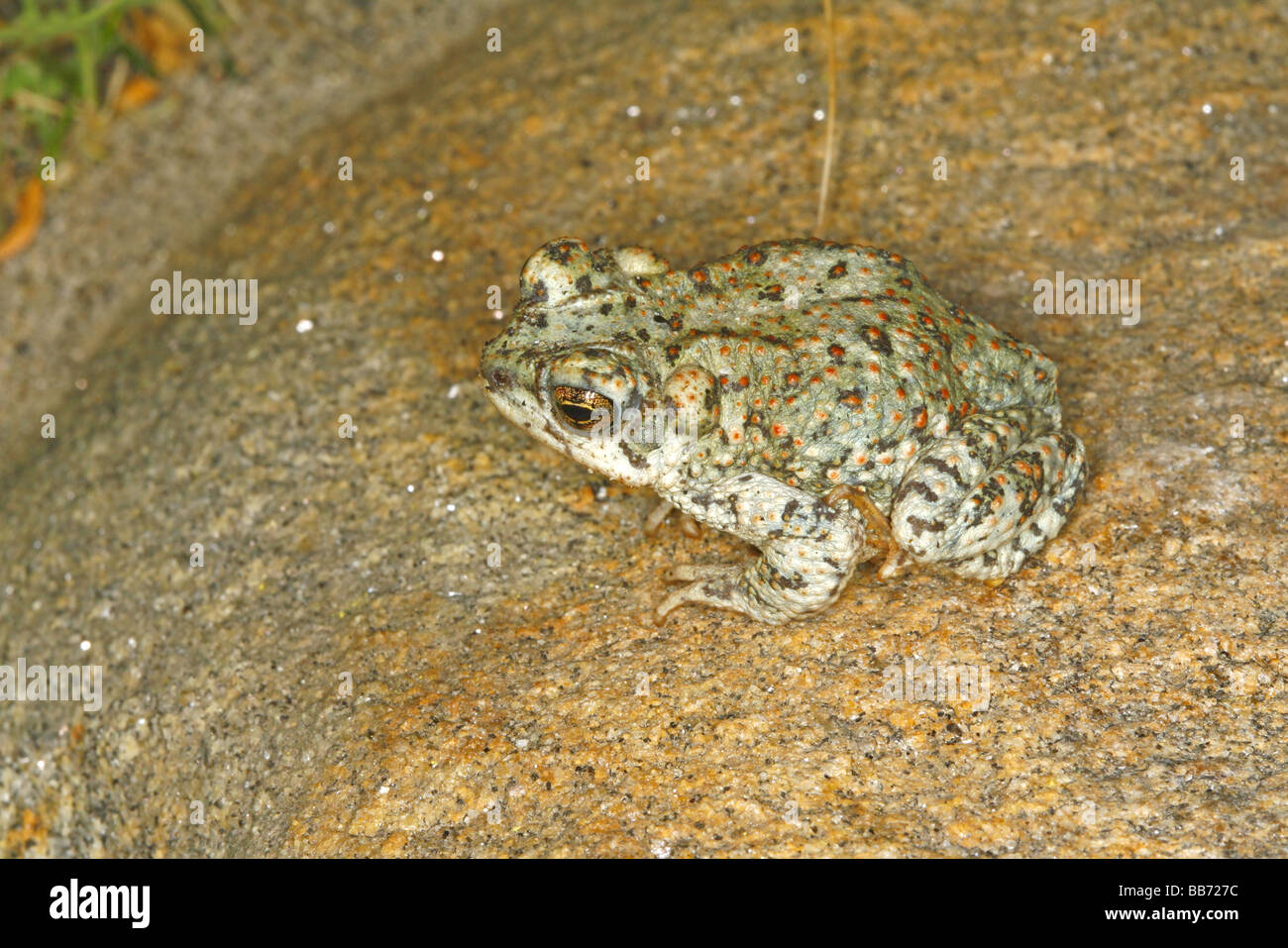Red-spotted Toad Bufo punctatus Anza Borrego Desert State Park California Stati Uniti 7 Maggio Bufonidae adulti Foto Stock
