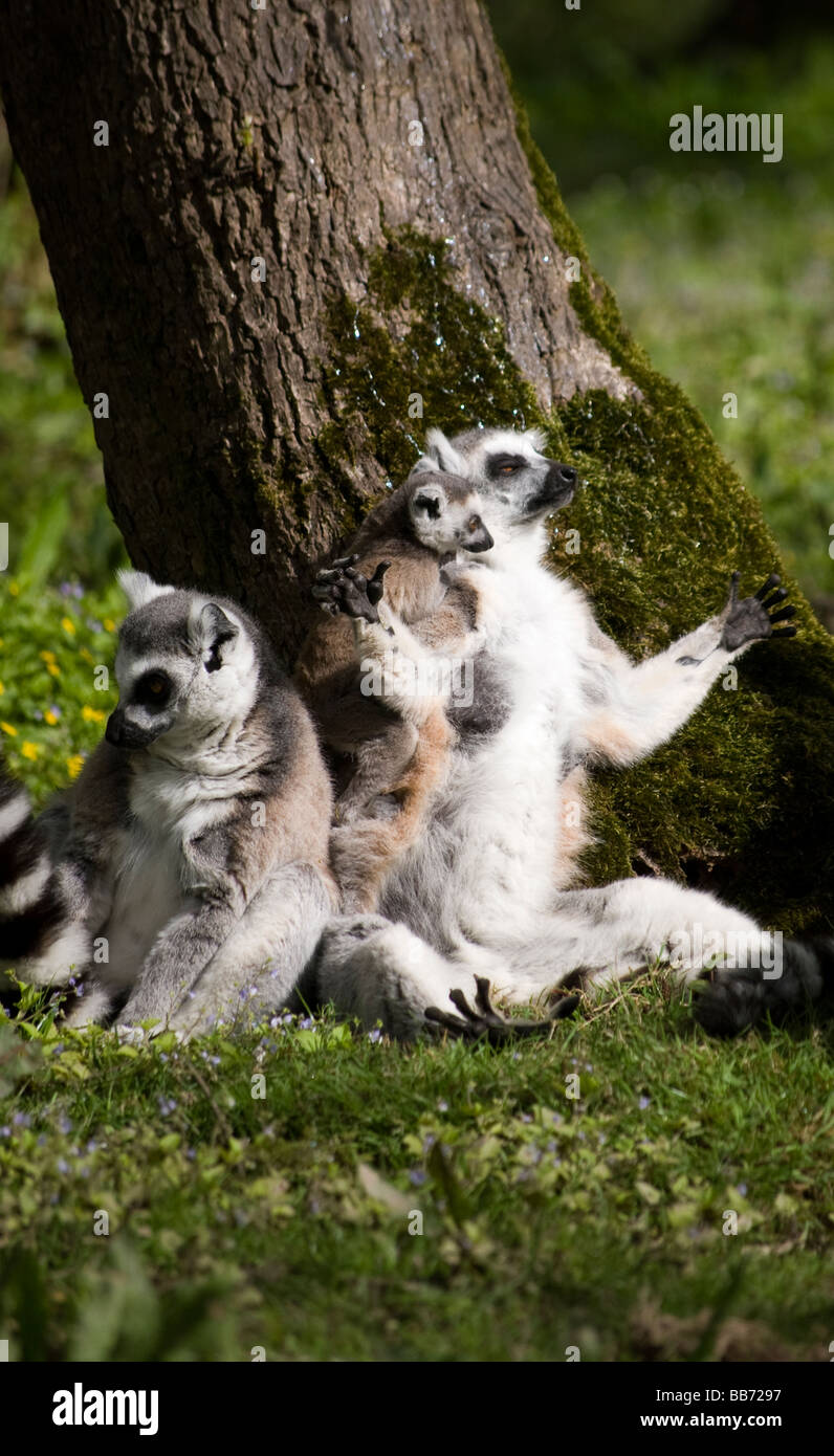 Anello di madre-tailed lemur (Lemur catta) bagni di sole con il bambino Foto Stock