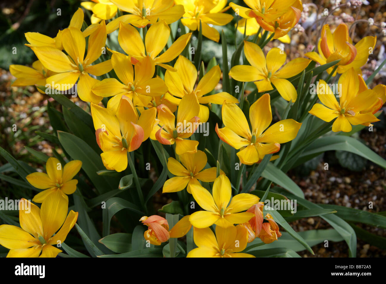 Tulipa heweri, liliacee. Un tulipano giallo dall'Afghanistan. Foto Stock