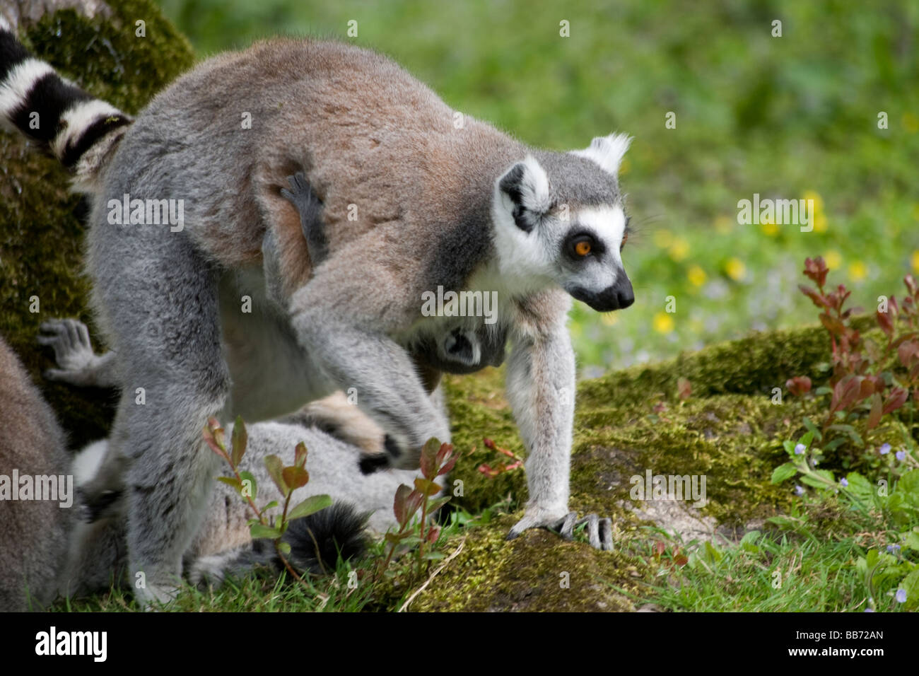 Anello-tailed lemur (Lemur catta) con il bambino Foto Stock
