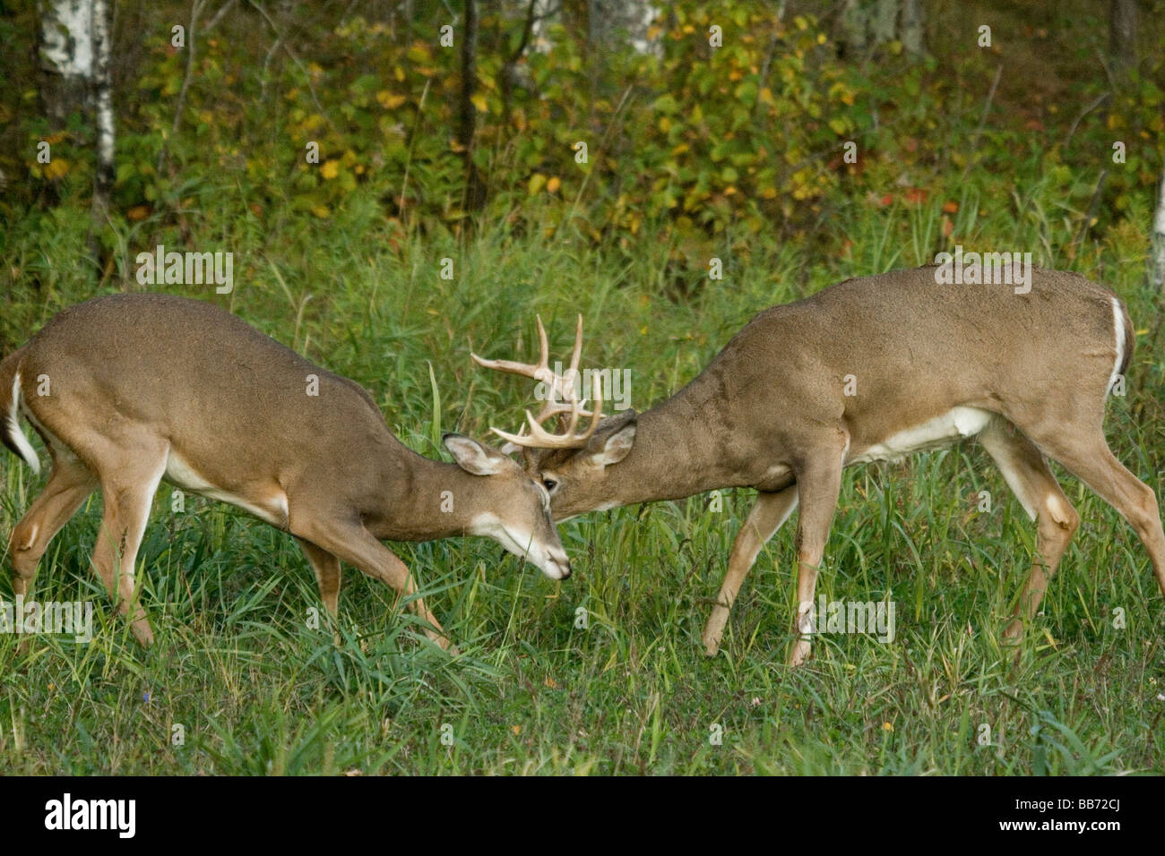 White-tailed bucks combattimenti Foto Stock