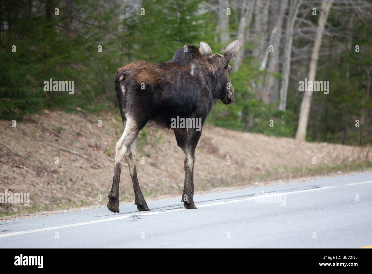 Alci sulla Kancamagus Highway route 112 durante i mesi primaverili si trova nelle White Mountains del New Hampshire USA Foto Stock