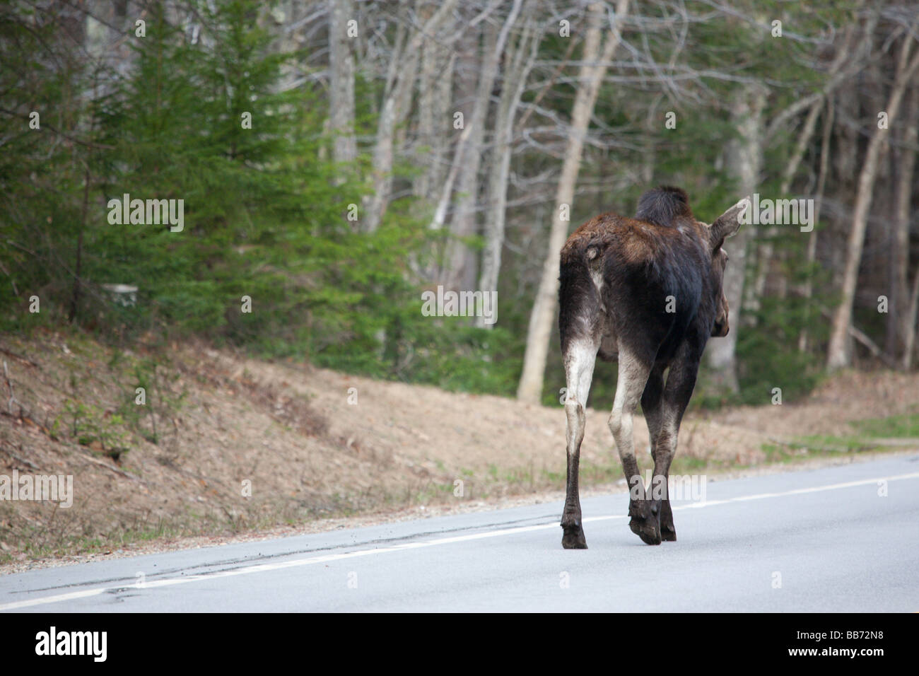 Alci sulla Kancamagus Highway route 112 durante i mesi primaverili si trova nelle White Mountains del New Hampshire USA Foto Stock