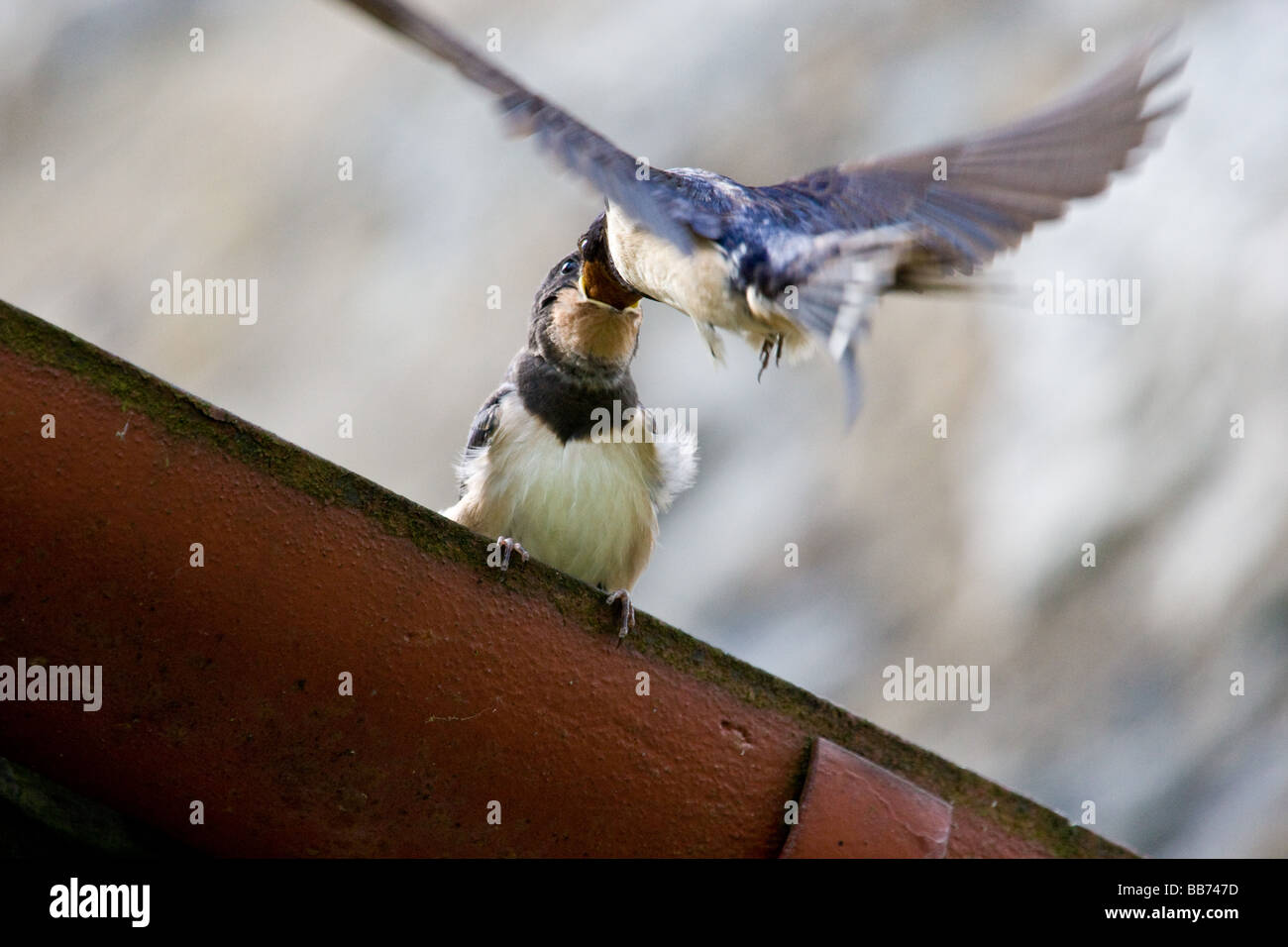 Giovani ingoiare alimentazione da uccello adulto 2 di 3 Foto Stock