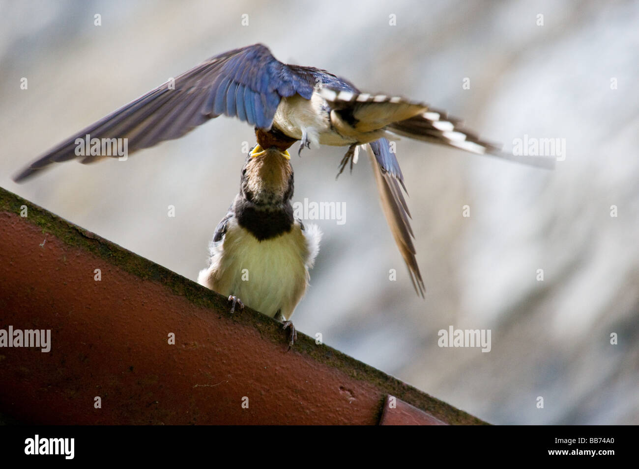 Giovani ingoiare alimentazione da uccello adulto 3 di 3 Foto Stock