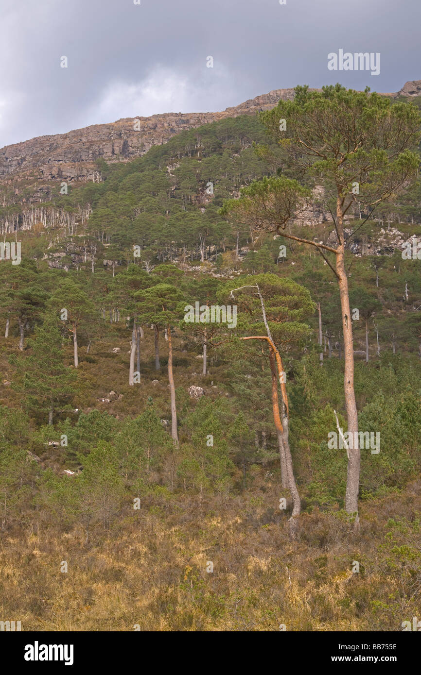 Caledonian antica pineta Shieldaig regione delle Highlands Scozzesi Aprile 2009 Foto Stock