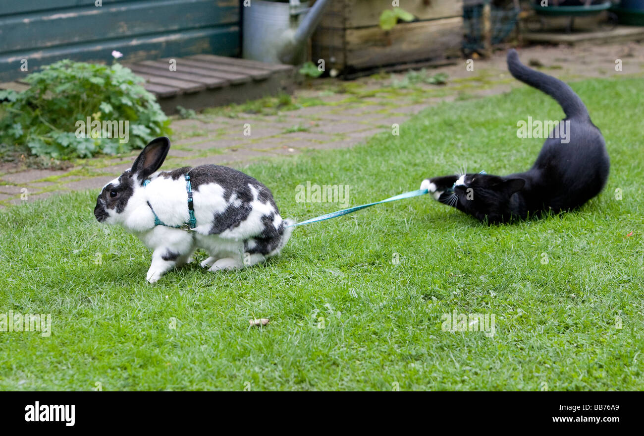 Un gatto di casa e il coniglio giocano in giardino Foto Stock