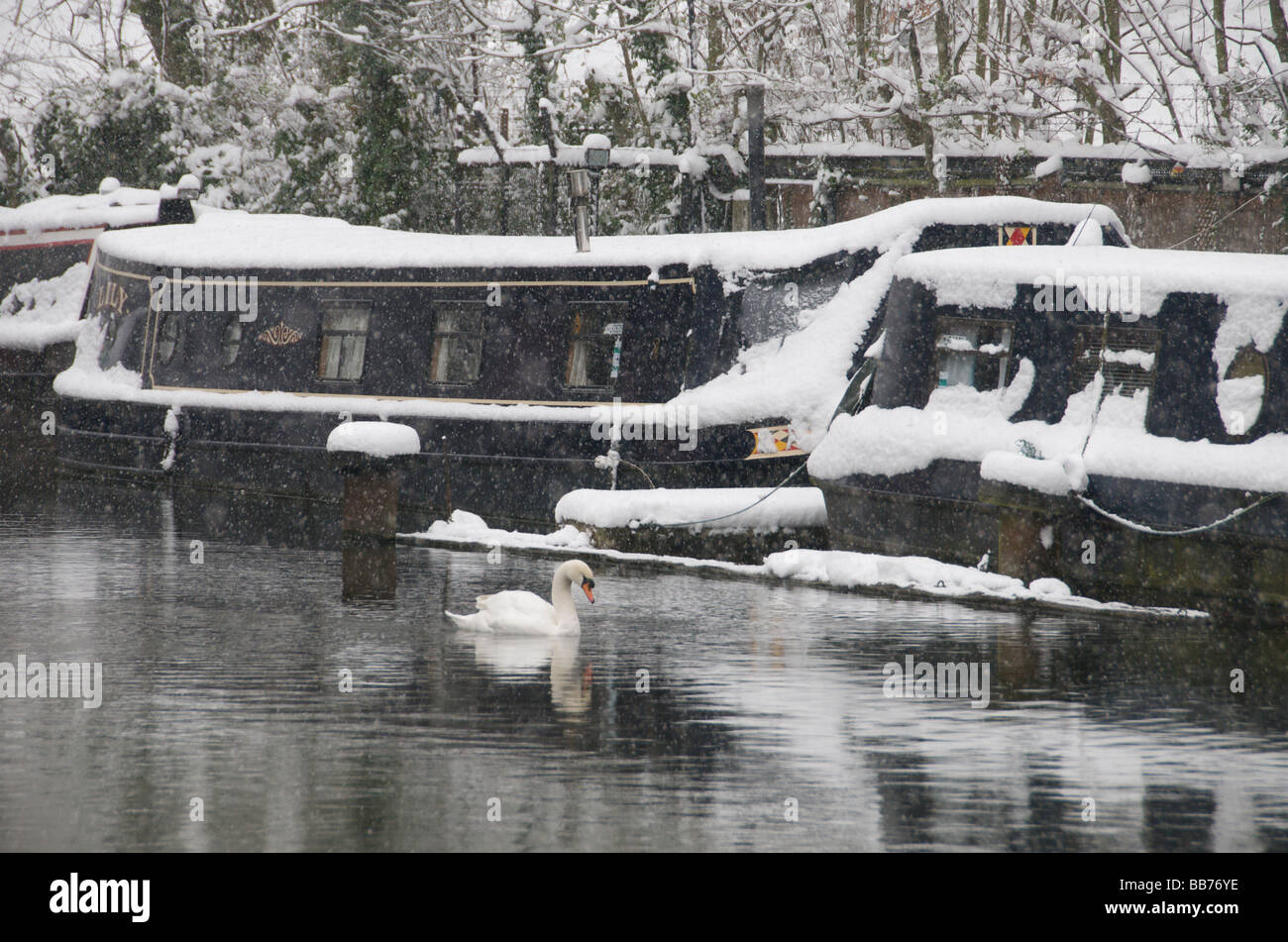 Swan e case galleggianti al parco di Regents Canal in inverno Camden Town London NW1 England Regno Unito Foto Stock