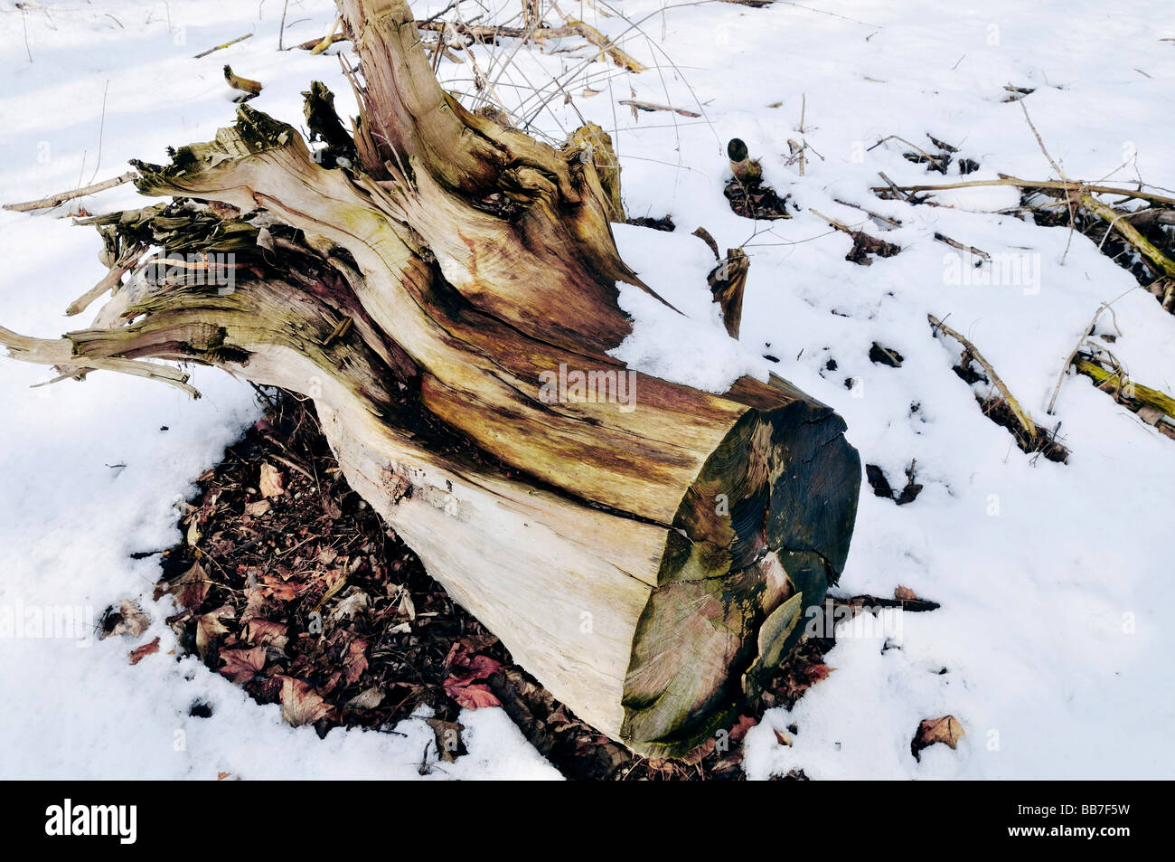 Ceppo di albero nella neve Foto Stock