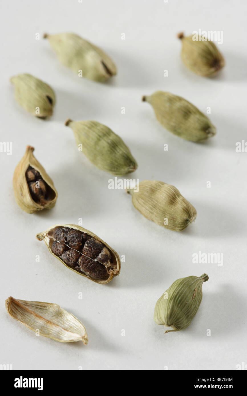 Cardamomo verde è un famoso Indian Spice con molti usi Foto Stock