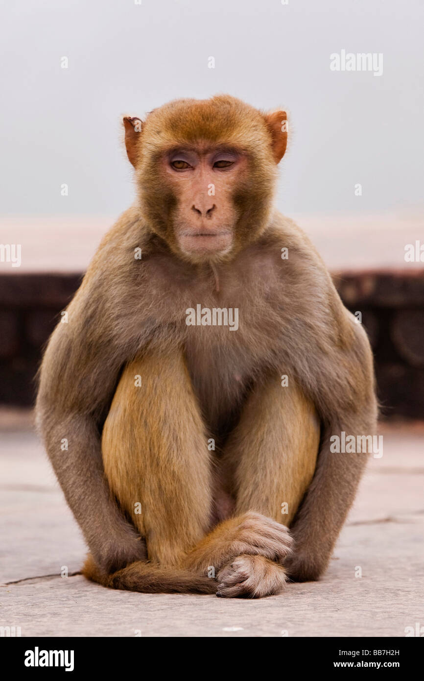 Scimmia Rhesus, macaco Rhesus (macaca mulatta), Nord India, India, Asia Foto Stock