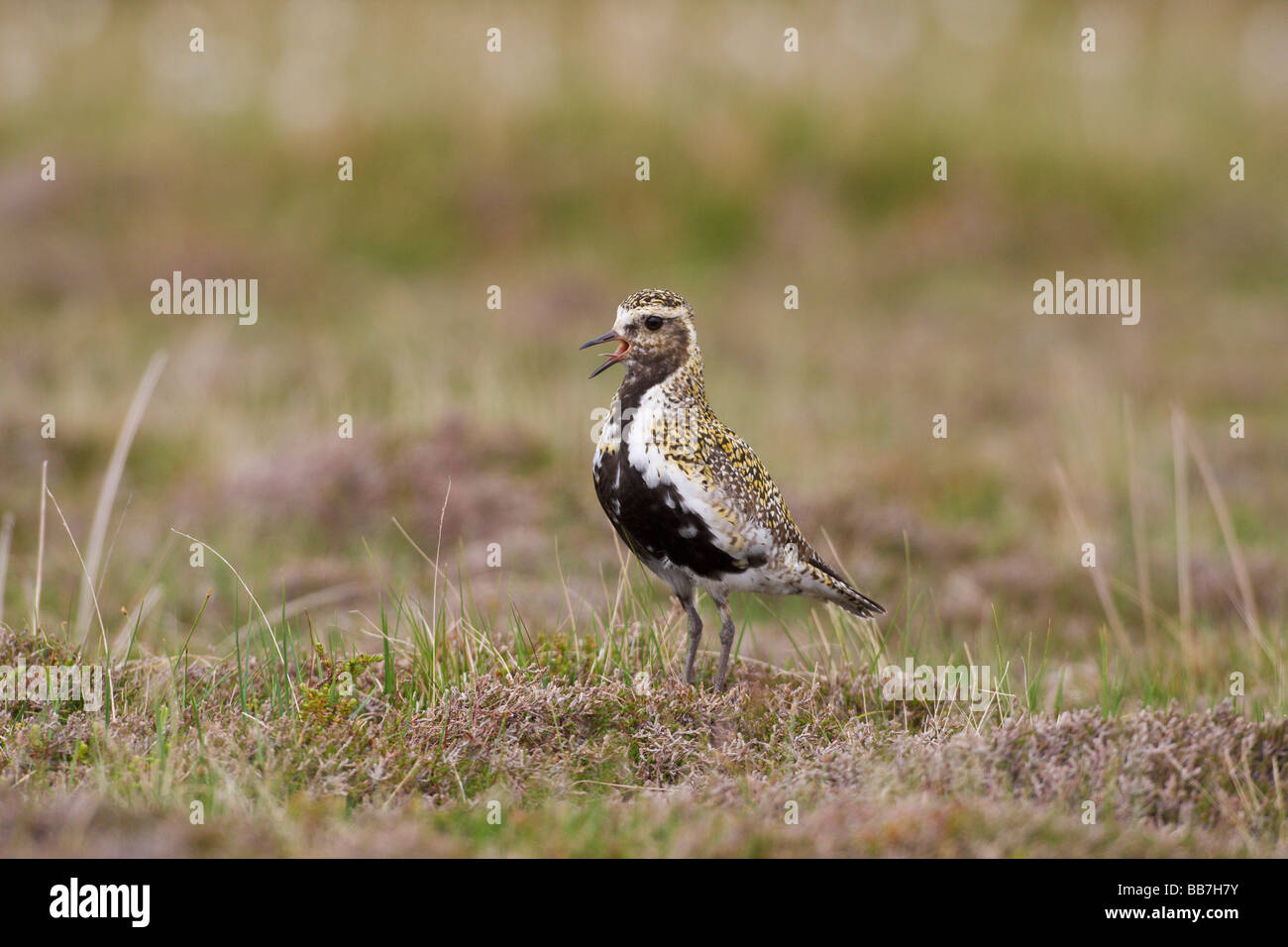 Golden Plover Pluvialis apricaria chiamando Foto Stock