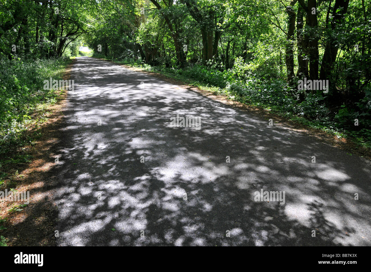 Ombroso paese verdeggiante primavera corsia Essex England Regno Unito Foto Stock