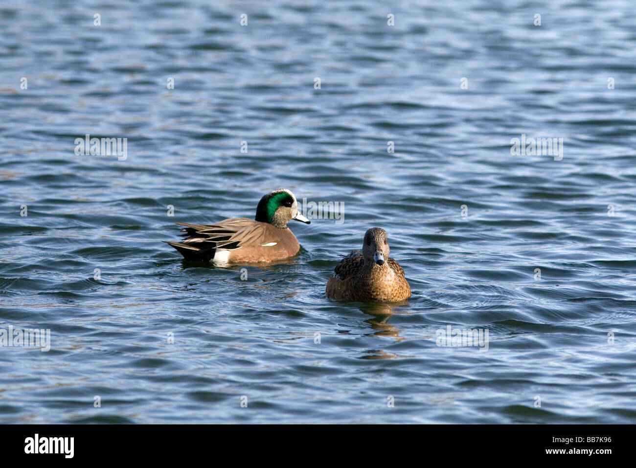 Maschio e femmina Wigeon americano a Boise Idaho USA Foto Stock