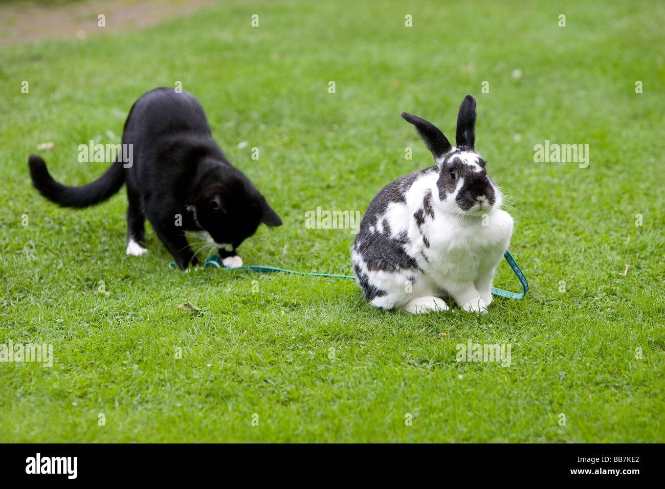 Un gatto di casa e il coniglio giocano in giardino Foto Stock