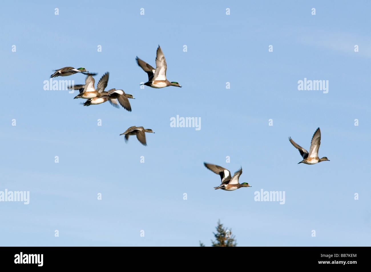 American Wigeon in volo a Boise Idaho USA Foto Stock