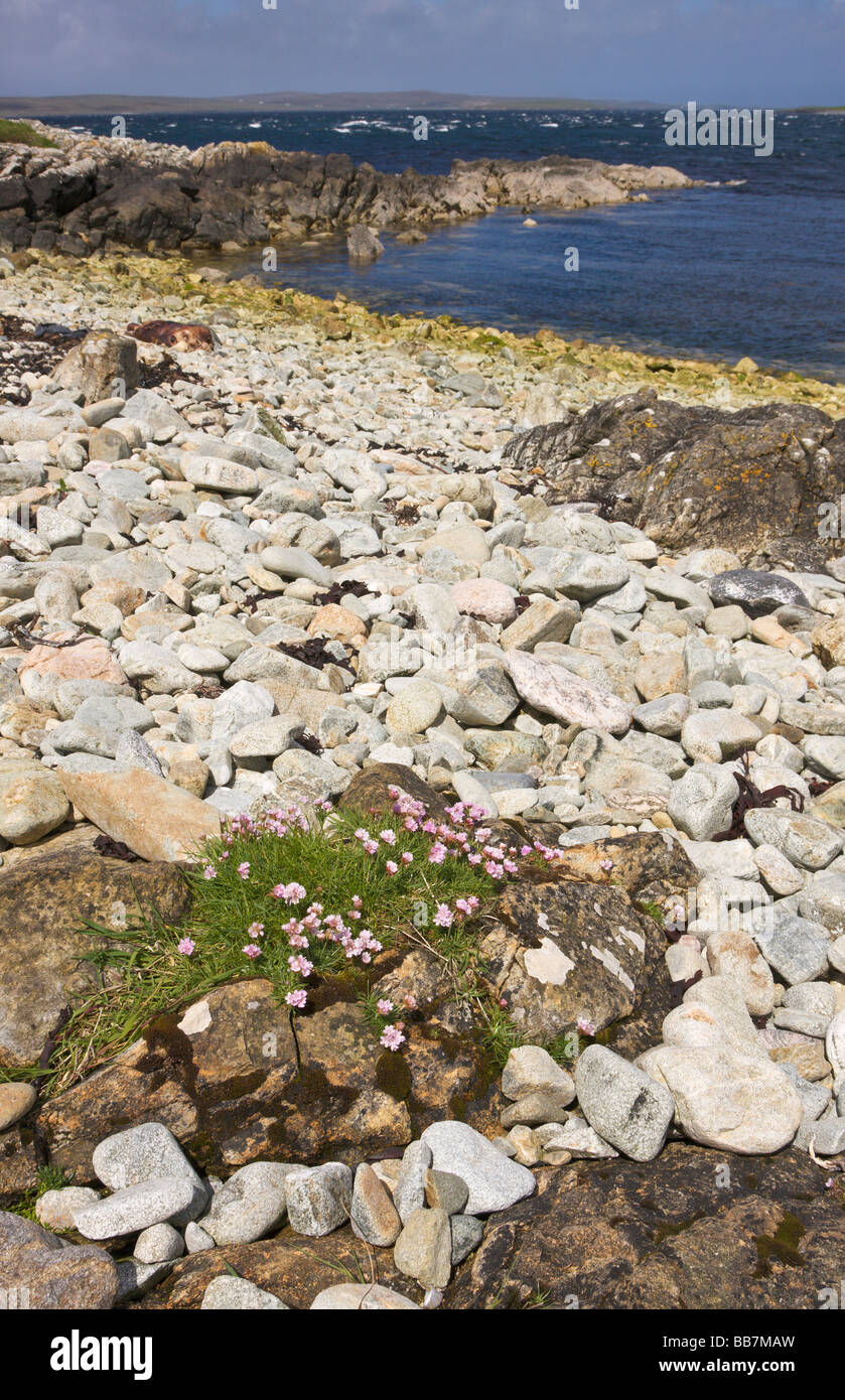 Paesaggi costieri a Oddsta Fetlar Shetland Scozia UK Foto Stock