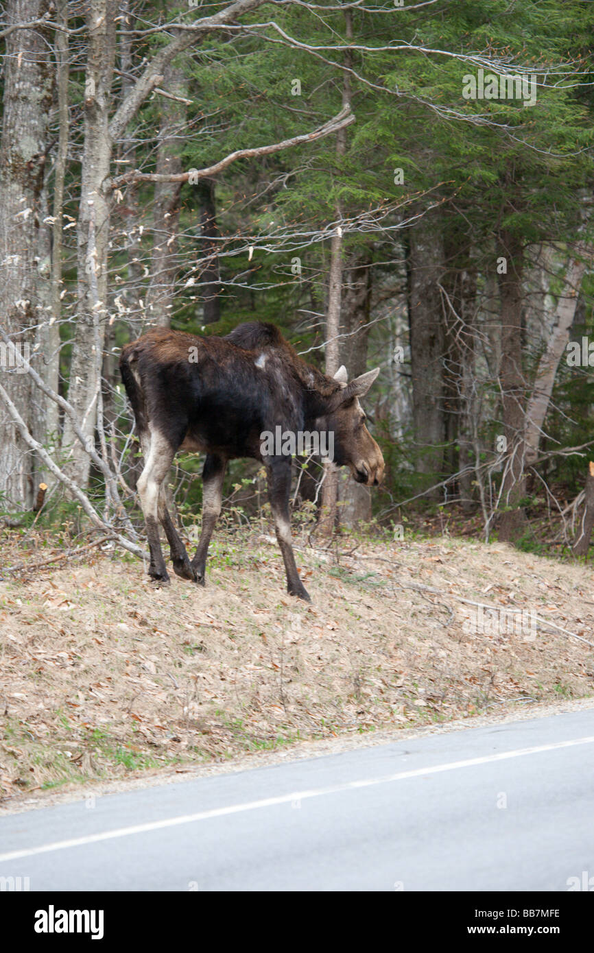 Moose sul lato dell'autostrada Kancamagus route 112 durante i mesi primaverili si trova nelle White Mountains del New Hampshire USA Foto Stock