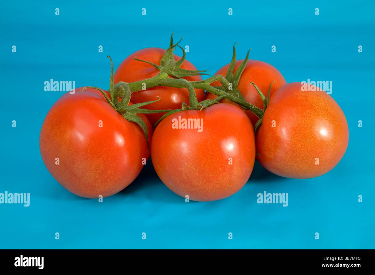 Vite rossa i pomodori Foto Stock