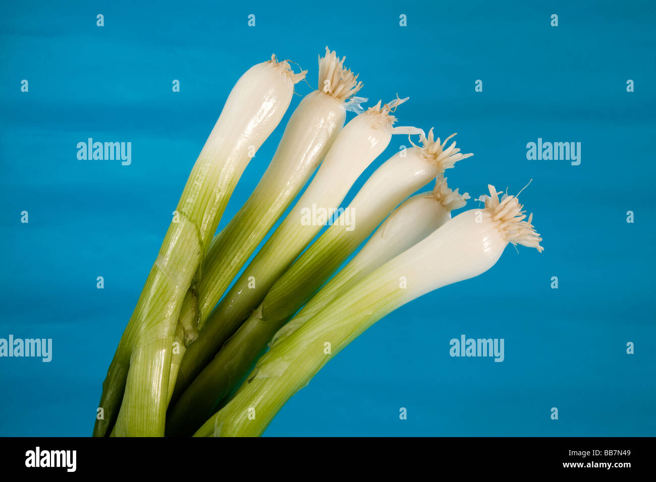 Un mazzetto di cipollotti o scalogni Foto Stock