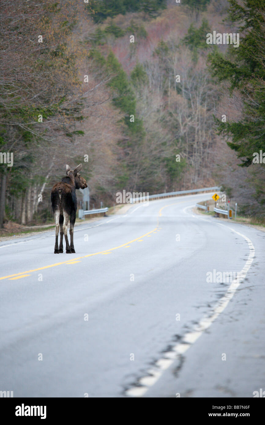 Alci sulla Kancamagus Highway route 112 durante i mesi primaverili si trova nelle White Mountains del New Hampshire USA Foto Stock