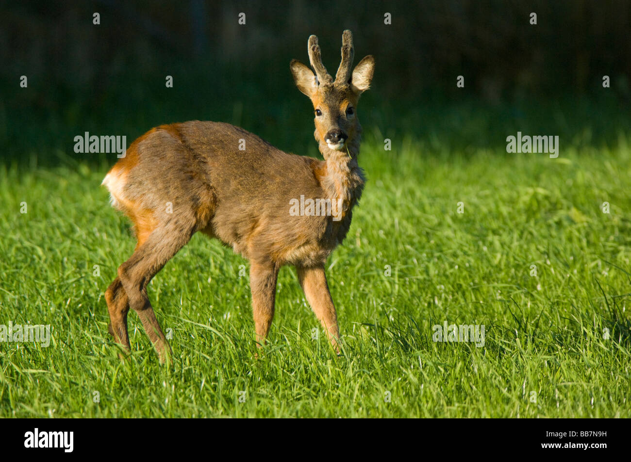 Il Capriolo Capreolus capreolus, maschio o buck con corna completamente cresciuti ma ancora in velluto e moulting nel suo cappotto d'estate. Foto Stock