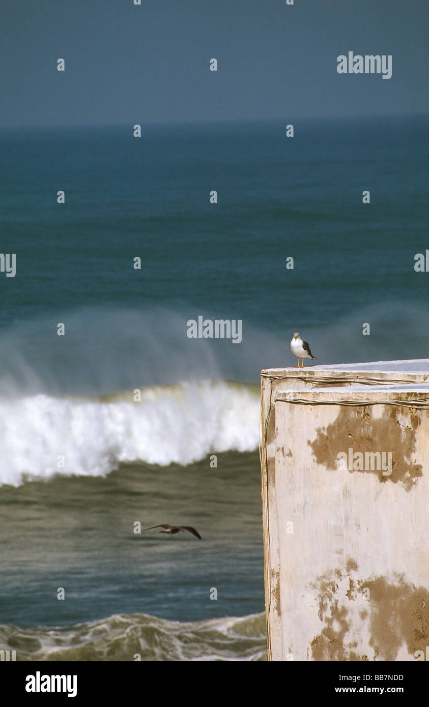 Sea Gull su riad terrazza sul tetto con vista oceano e interruttori con spume, medina di Essaouira, Marocco Foto Stock