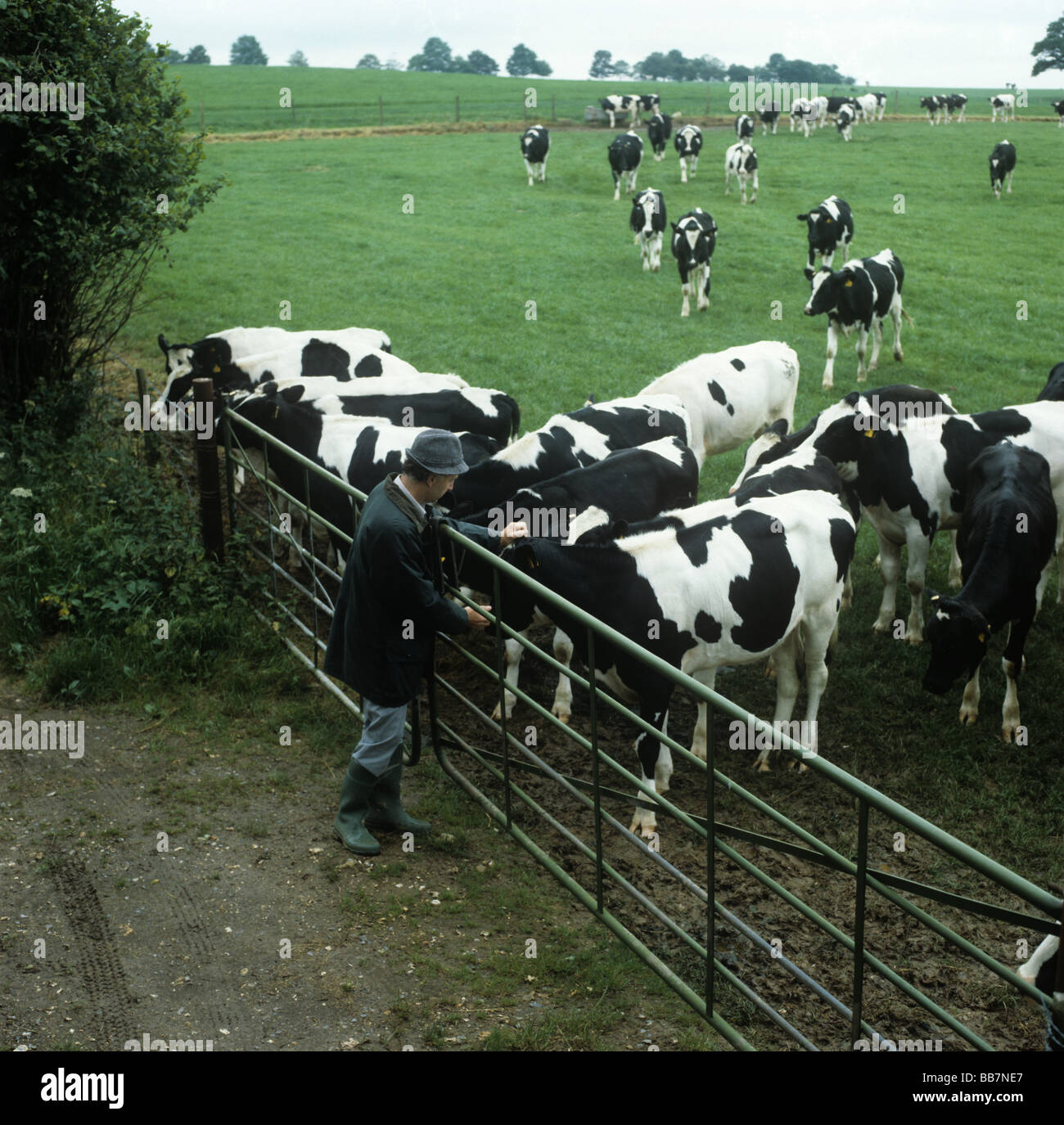 Contadino al cancello con il frisone dairy giovenche Hampshire Foto Stock