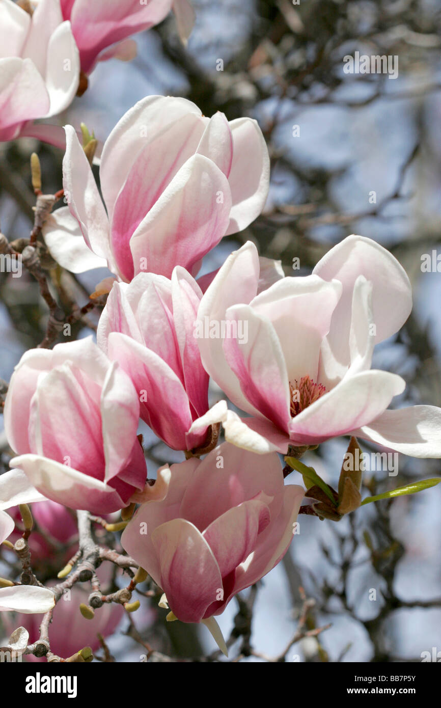 La Magnolia Liliiflora fiorisce in primavera a Boise Idaho Foto Stock