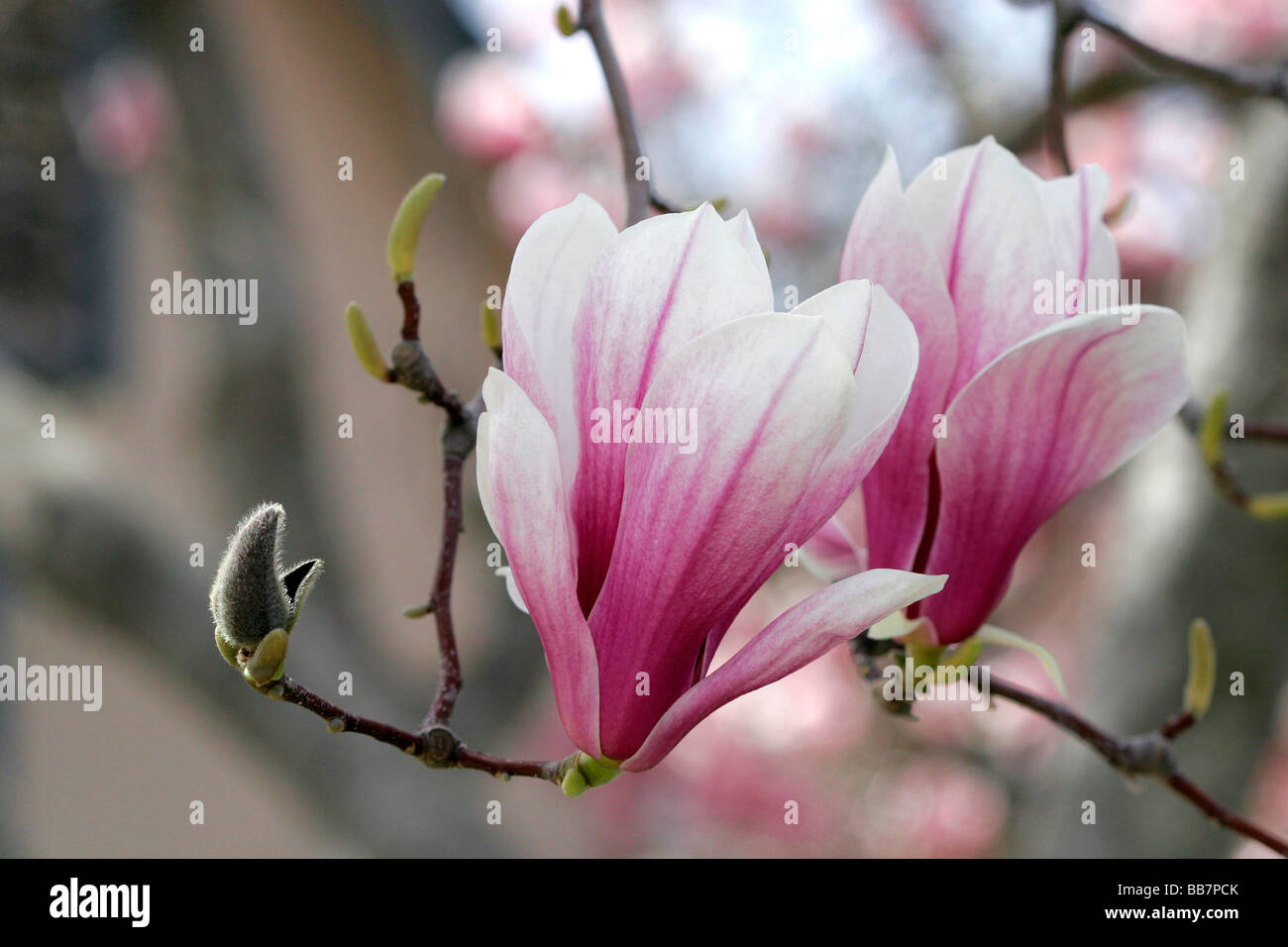 La Magnolia Liliiflora fiorisce in primavera a Boise Idaho Foto Stock