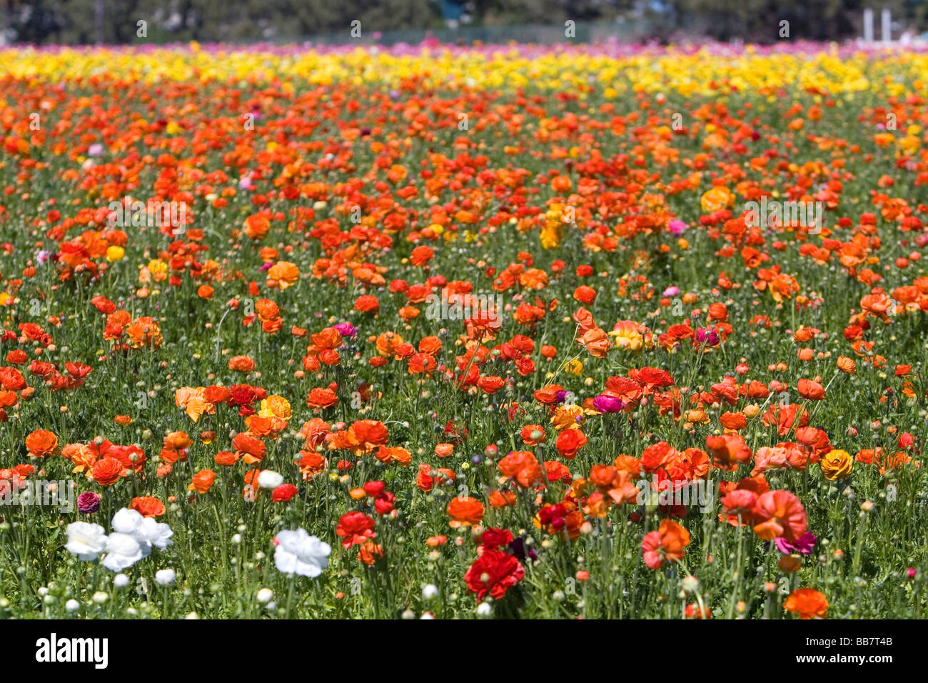 Ranunculus colorati fiori crescono in Campi di Fiori di Carlsbad Southern California USA Foto Stock