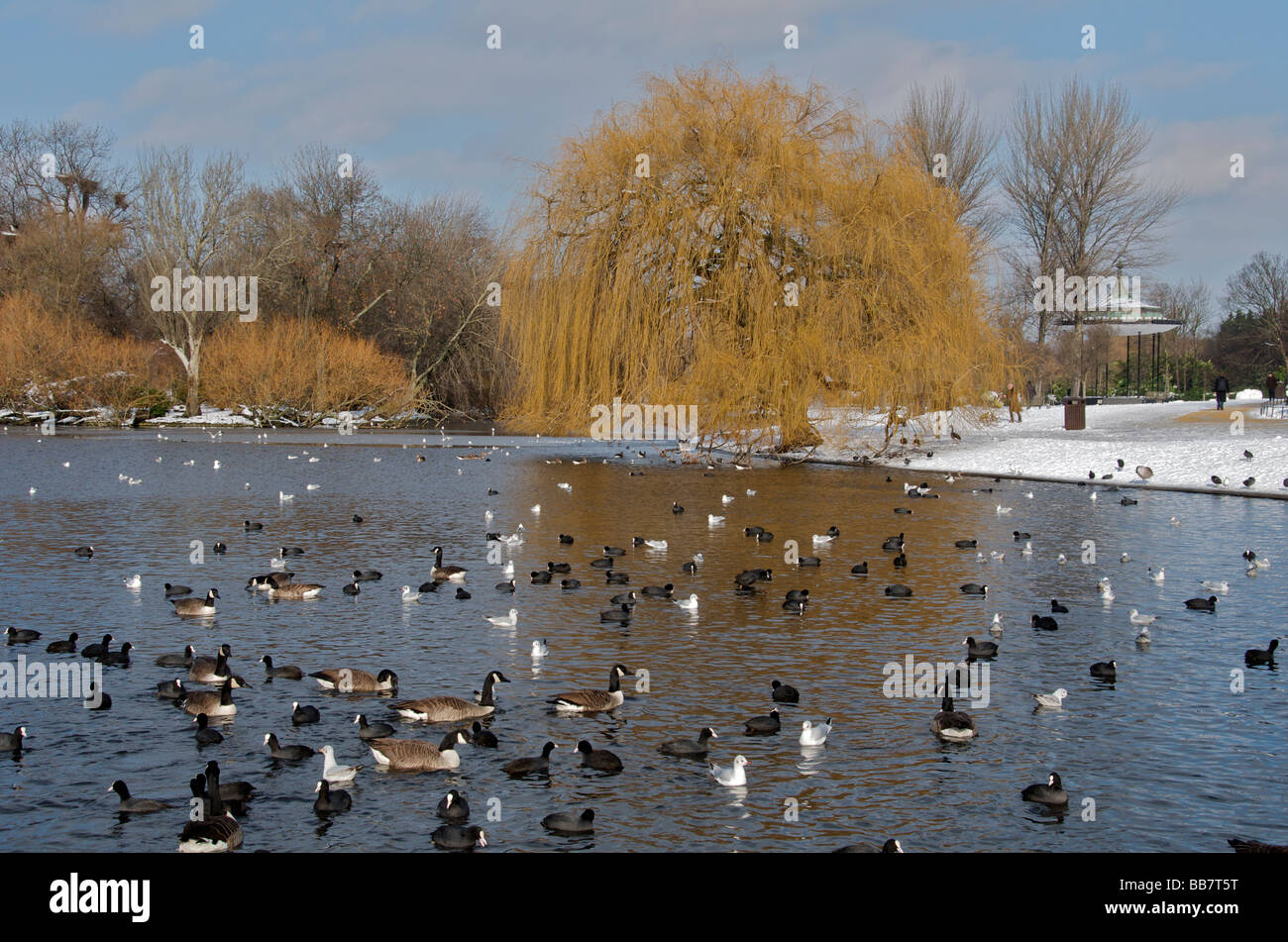 Uccelli acquatici sul lago in barca Regents Park in inverno Londra Inghilterra REGNO UNITO Foto Stock