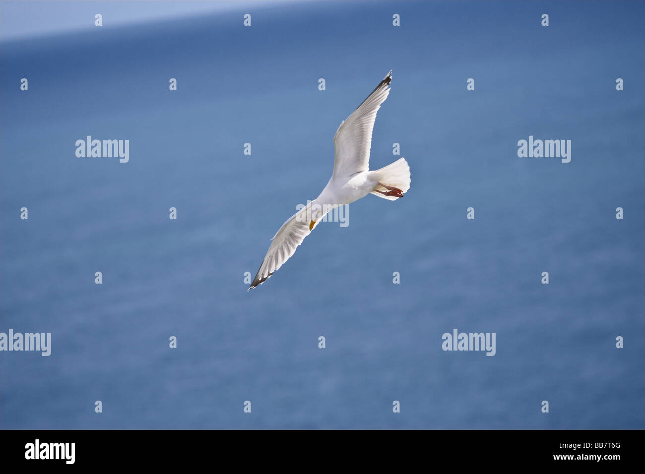 Herring Gull Larus argentatus in volo Foto Stock