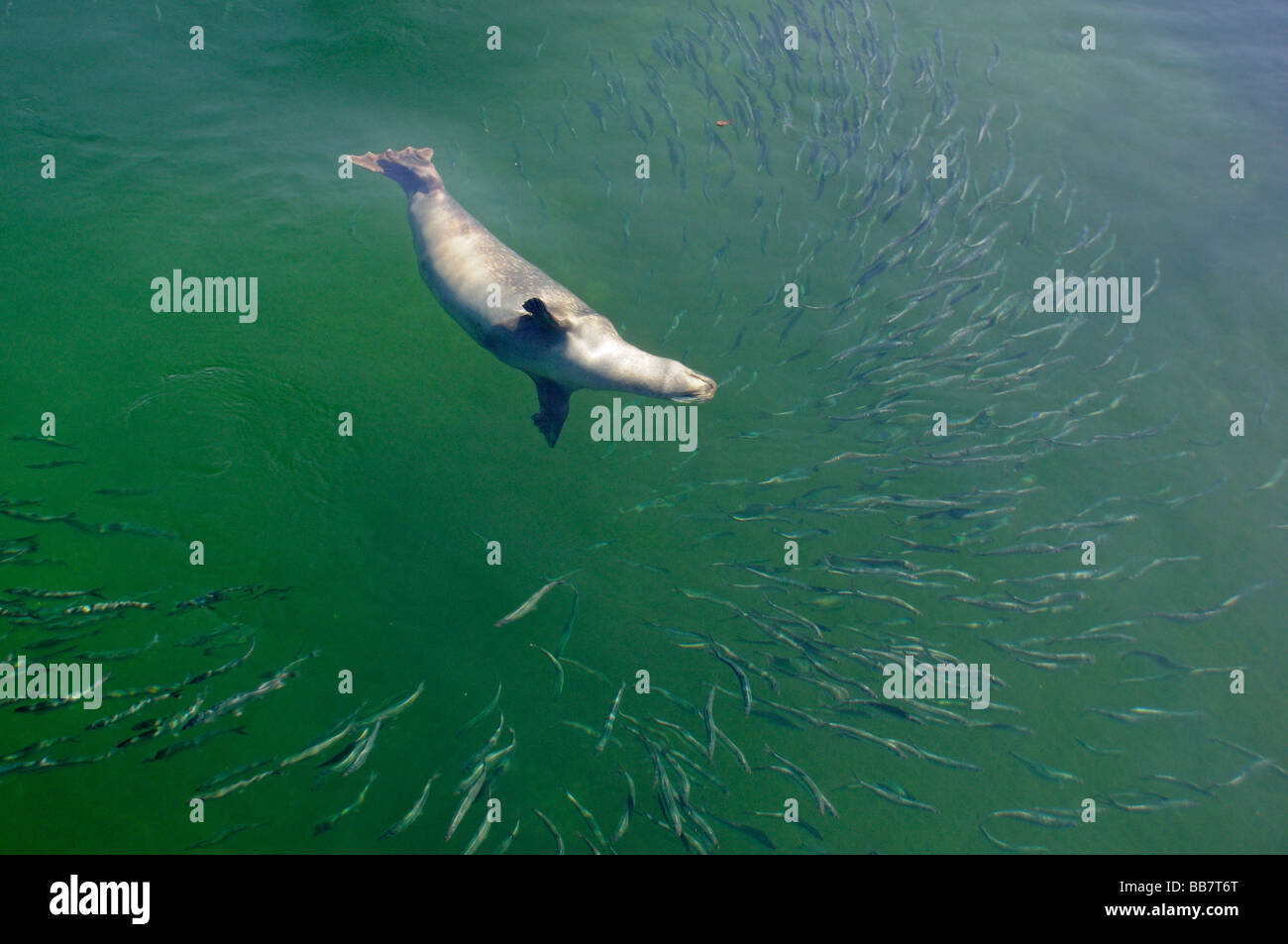 Phoca vitulina vitulina, guarnizione comune, caccia Aringa Foto Stock