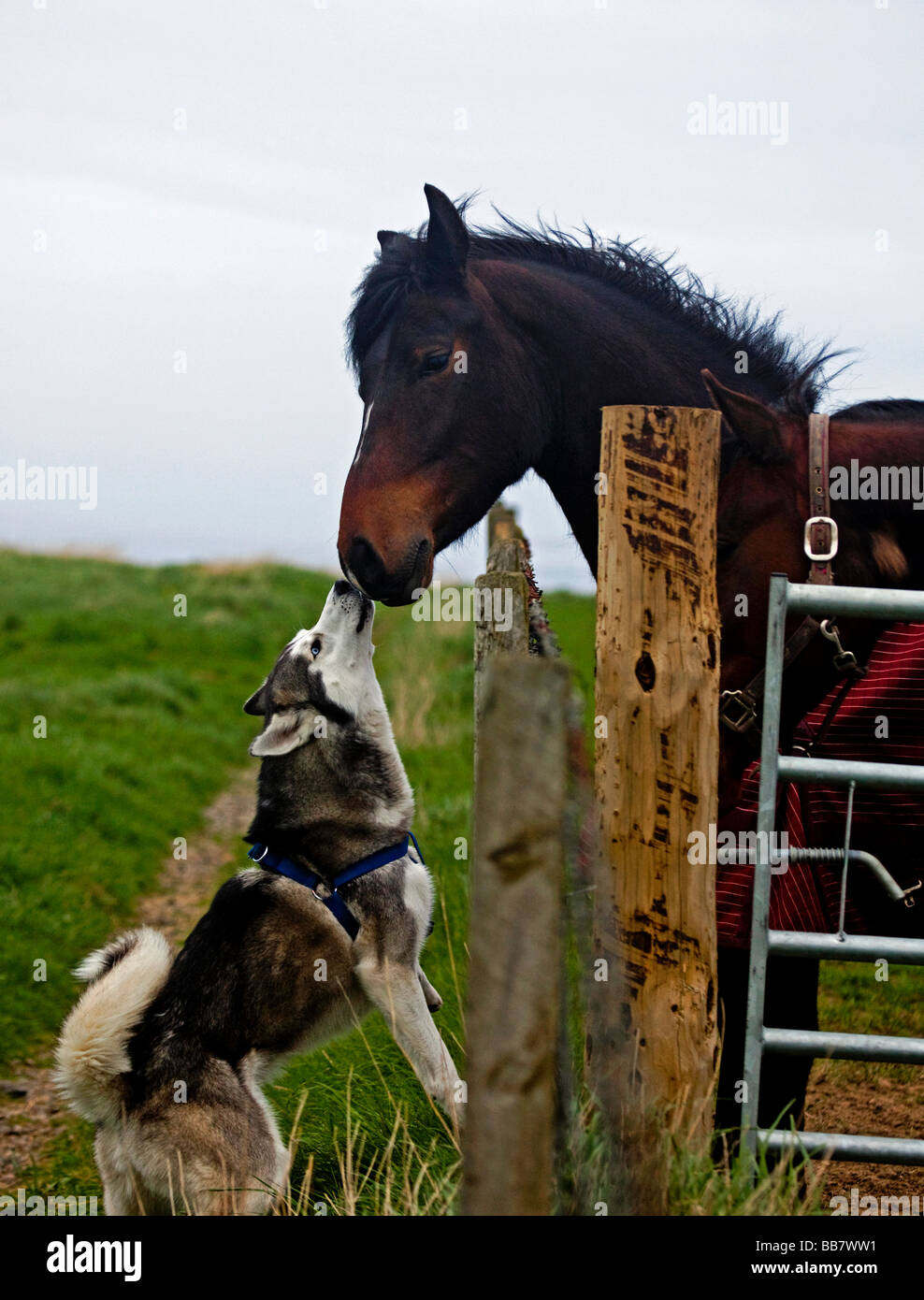 Il cane Husky e il cavallo bruno sembrano baciarsi a vicenda, Thurso, Scozia, Regno Unito, Regno Unito. Foto Stock