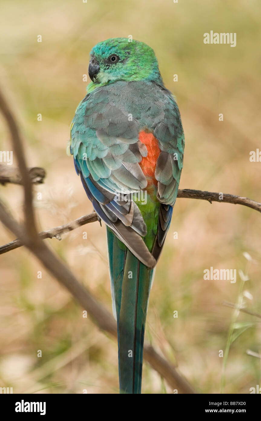 Rosso-rumped Parrot, maschio 'Psephotus haematonotus' Foto Stock