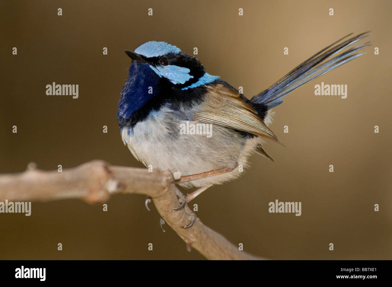 Superba blue wren, Malurus cyaneus, Sud Australia Foto Stock