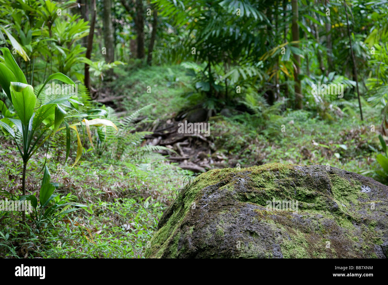 Una lussureggiante foresta pluviale hawaiano Foto Stock