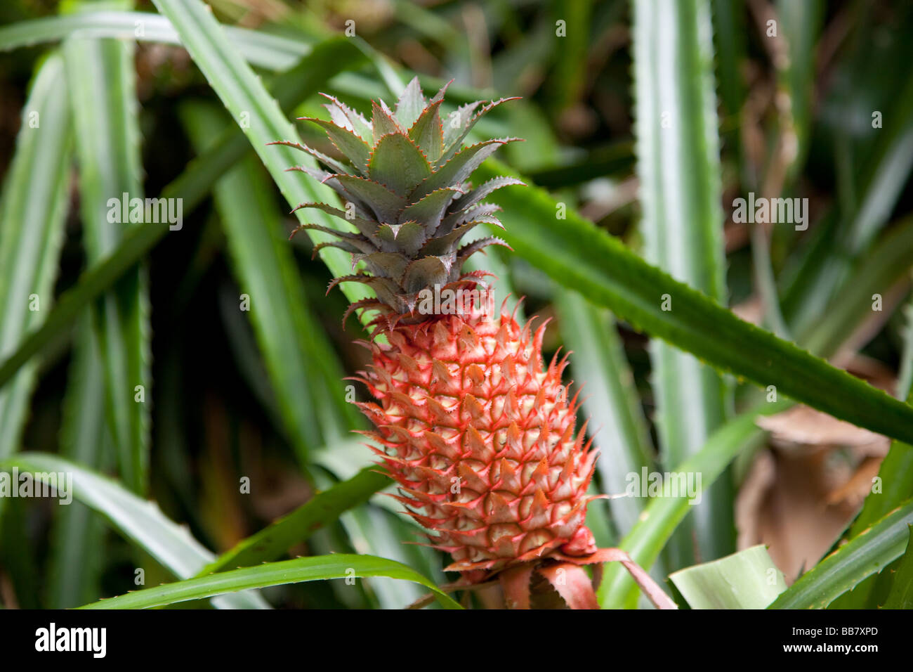 Ananas (Ananas comosus) Foto Stock