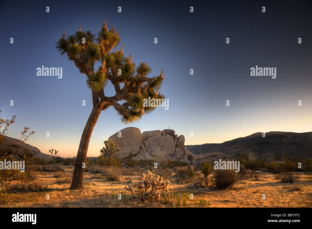 Scalatore godendo la mattina presto luce su rocce Jumbo a Joshua Tree National Park in California USA Foto Stock