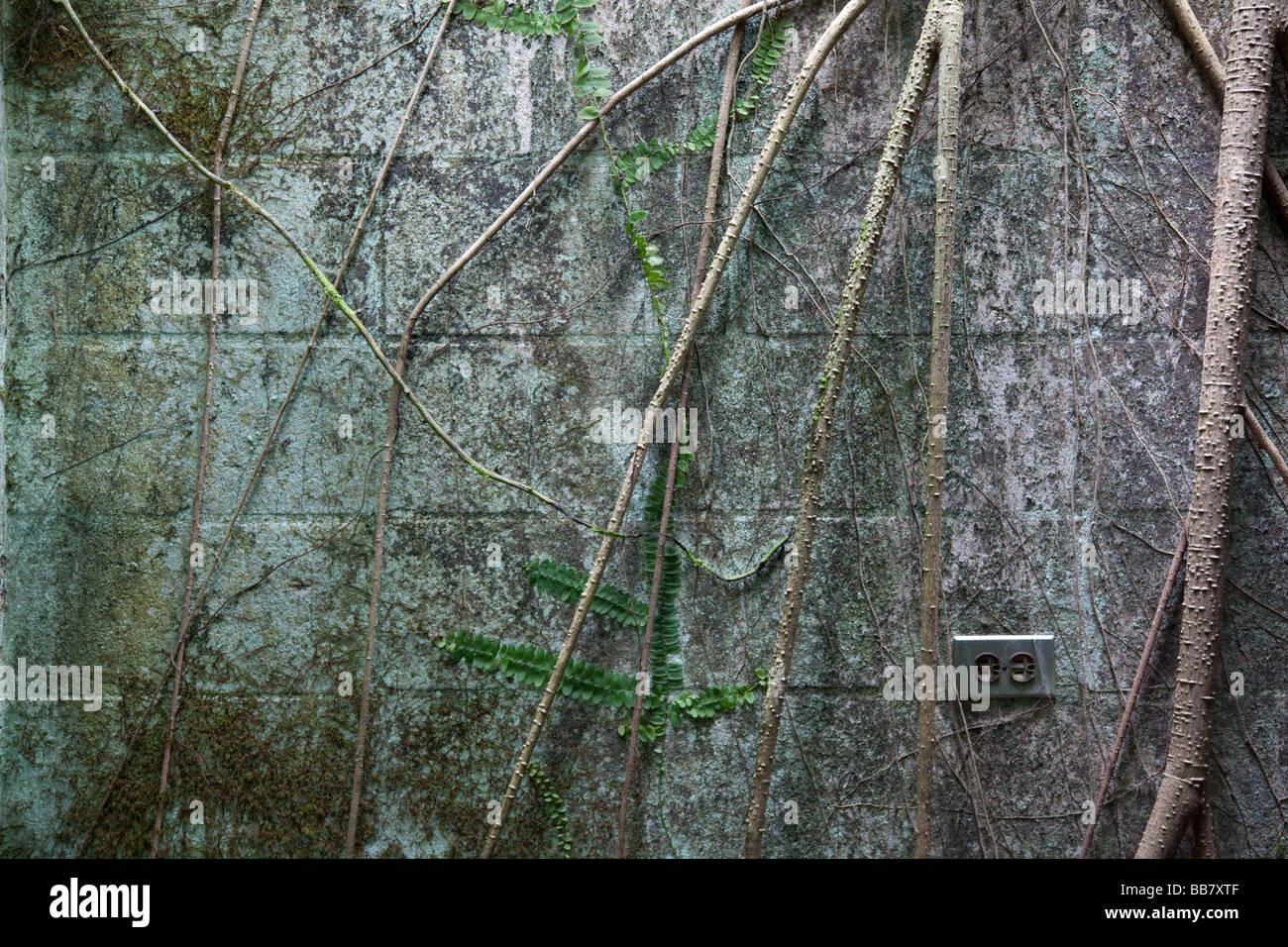 Radici che cresce su parete e presa elettrica in edificio abondoned Foto Stock