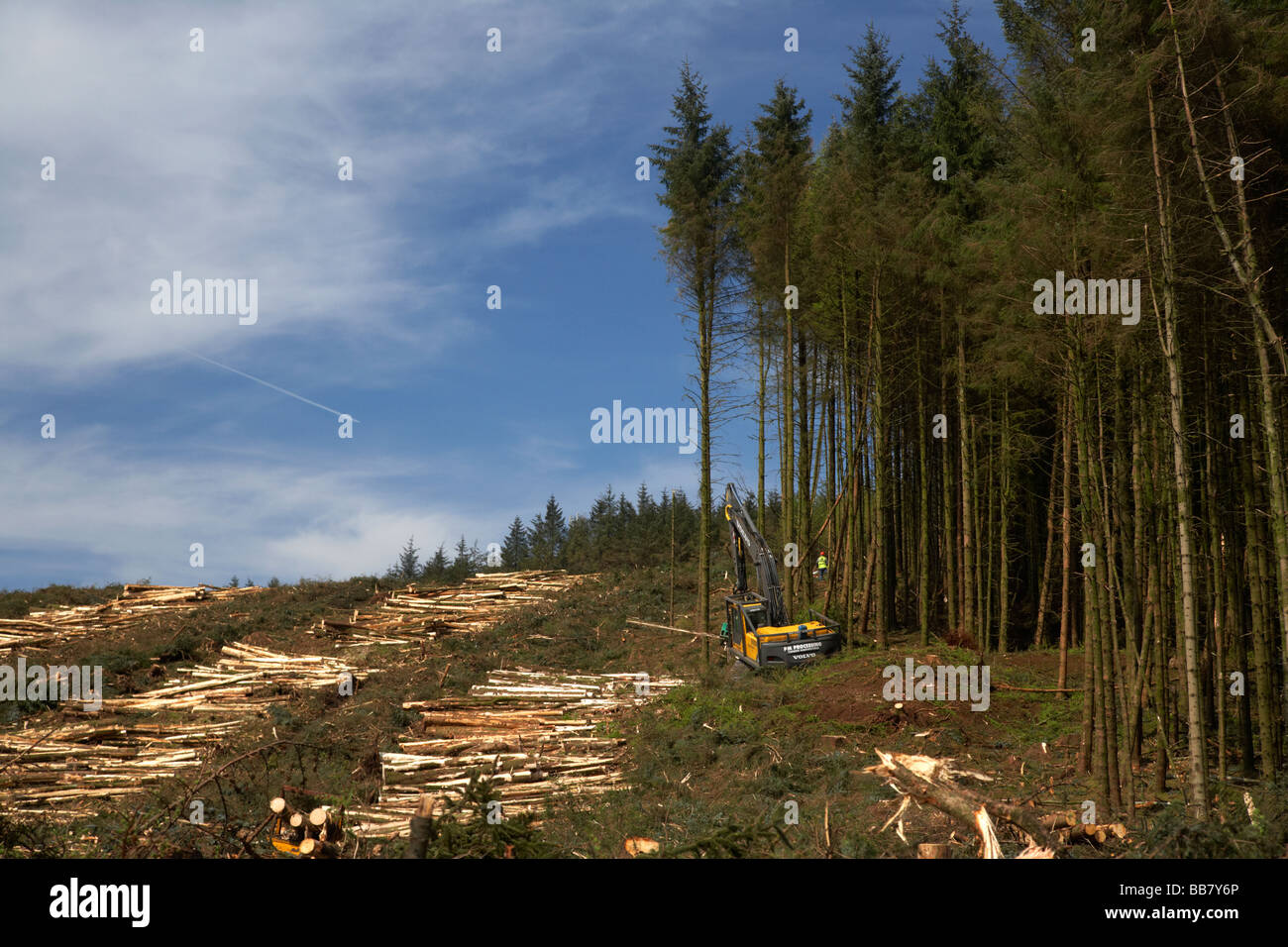 La raccolta di legname da legno di conifera conifera sito nella regione settentrionale della contea di Antrim Irlanda del Nord Foto Stock