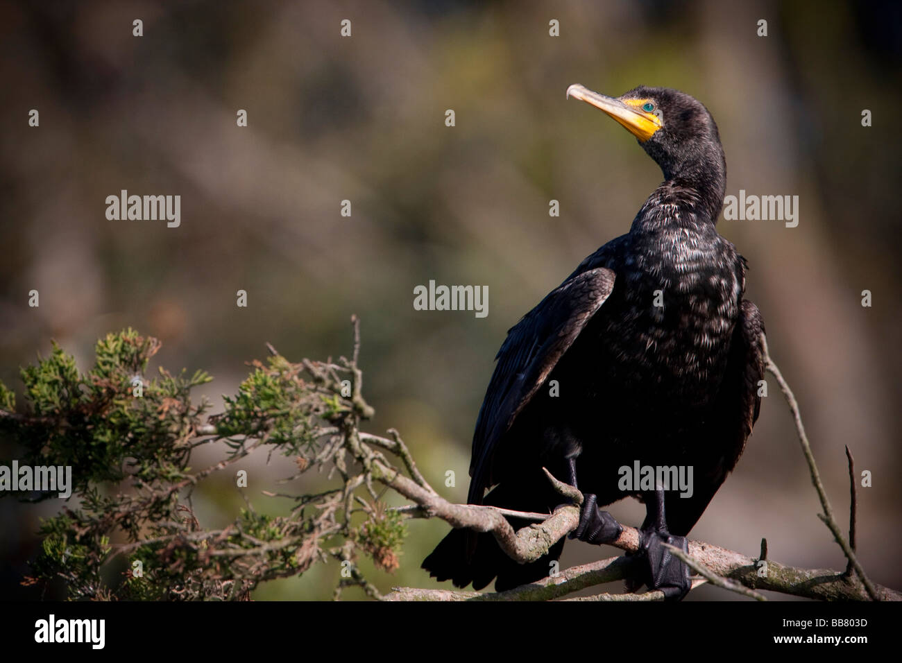 Doppia di cormorani crestato seduto su un ramo, Moss Landing, California, US Foto Stock