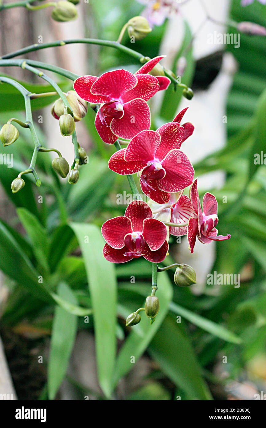 Orchidee, St. Louis Giardini Botanici, MO. Foto Stock